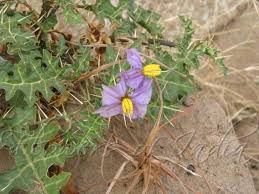 Image result for Solanum torreanum