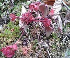 Macrisul este o planta care creste din abundenta in padurile umbroase, mai ales de brad, molid si fag. Macrisul Iepurelui Armeria