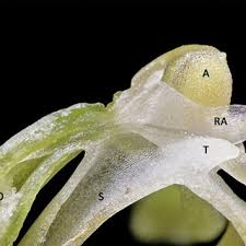 Image result for Diaphananthe lebelii