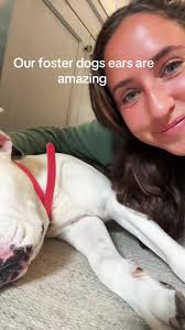 Foster dog, Amy!!! Saved just in time from thr Riverside Shelter outside  LA. We love our happy snoozing queen and her floppy ears!!! #shelterdog  #adoptdontshop #dogbowlchallenge #fosterdog #fosterdog ...