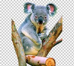 The herbivorous animals like the elephants, wild horses, rabbits, antelopes, just to mention a handful, feed on the plenty grass, and vegetation found there. Koala Herbivore Tropical Rainforest Png Clipart Animal Animals 1153942 Png Images Pngio