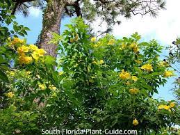Black wattle acacia decurrens yellow flowering thryallis around the base of a palm. Yellow Elder