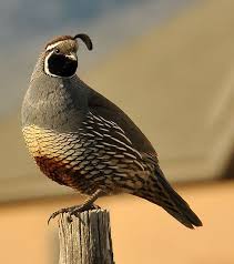 Birds Of The Southwest United States California Quail Sit On Fence Top Post 2 Crop Pet Birds Beautiful Birds Pretty Birds