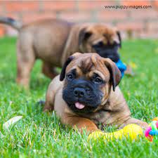 Two Bullmastiff Puppies On A Green Lawn Bull Mastiff Bull Mastiff Dogs Puppies