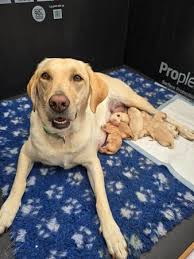 Female (Bitch) Labrador Retriever Puppies For Sale In Chilton Foliat Under  £1,500