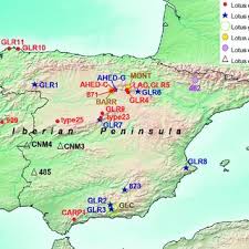 Image result for Lotus mlanjeanus