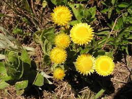 Image result for Helichrysum cooperi