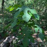 Image result for Sterculia appendiculata