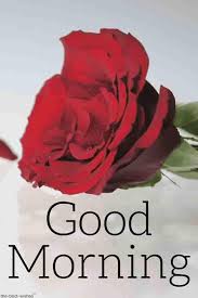 Top 134 Good Morning Wishes With Rose Best Hd Images Good Morning Wishes Good Morning Flowers Good Morning Beautiful Flowers
