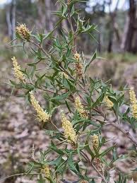 Image result for Grona ramosissima
