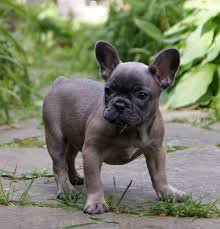 We raise quality akc french bulldogs, english bulldogs, and oldies. Blue Fawn French Bulldog Blue Fawn French Bulldog Bulldog French Bulldog Puppies