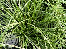 Image result for Carex johnstonii
