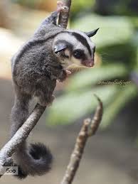 Pin On Wild About Wildlife