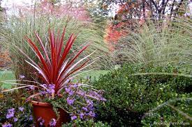 With A Little Imagination The Red Cordyline And Sprays Of Miscanthus Morning Light Almost Mimic A Miscanthus Morning Light Front Garden Plant Combinations