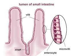 Pin By Summer Ekelund On Biology Lymph Vessels Serous Membrane Thoracic Cavity
