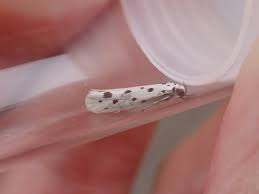 Image result for Ethmia dodecea