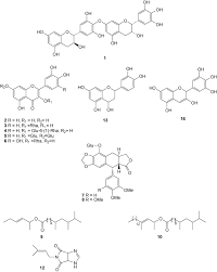 Image result for Bridelia duvigneaudii