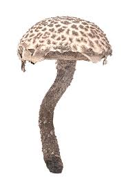 Image result for Strobilomyces strobilaceus