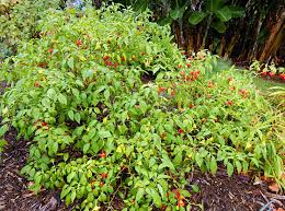 Image result for Capsicum baccatum