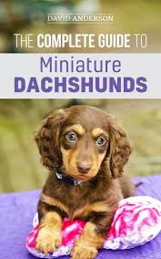 One male black /tan one male and one female black/tan dapple nine weeks old home raised two hundred fifty dollars each, no shipping included… adorable dachshunds for sale 863.51 miles breed: Read The Complete Guide To Miniature Dachshunds A Step By Step Guide To Successfully Raising Your New Miniature Dachshund Online By David Anderson Books