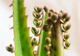 Pin On Kalanchoe Plants