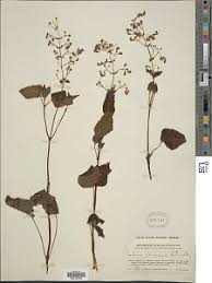 Image result for Equilabium