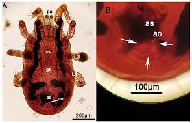 Image result for red mite