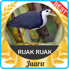 We did not find results for: Suara Ruak Ruak Pikat Mp3 Asli Apk 1 0 Download Apk Latest Version