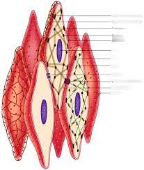 Smooth muscle is found throughout the body around various organs and tracts. Smooth Muscle Diagram Quizlet