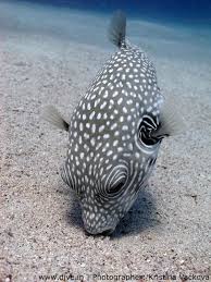Black And White Spotted Saltwater Fish Pin By Agb On Fish Aesthetic Beautiful Sea Creatures Sea Fish Ocean Creatures