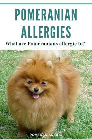 pomeranian allergies what are pomeranians allergic to pomeranian allergy symptoms explained how to pomeranian puppy training pomeranian dog pomeranian puppy