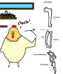 This long bone connects with the knee at one end and the next to the tibia is the fibula, the thinner, weaker bone of the lower leg. Chicken Leg Bone Diagram Ubliminal Å§ransmission Anatomy Of The Chicken Wing The Femur Meets The Tibia Connected Laterally By Although There Are Numerous Similarities Chicken And Human Legs Are