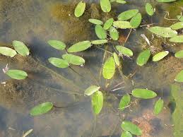 Image result for Ottelia