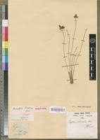 Image result for Cyperus pectinatus