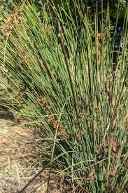 Image result for Juncus punctorius