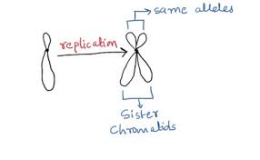 A full set of sister chromatids is created during the synthesis (s) phase of interphase,. Sister Chromatids And Non Sister Chromatids What Is The Difference Now I Know