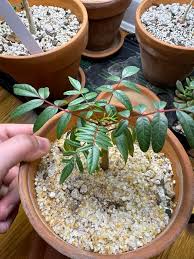 Image result for Erythrophysa