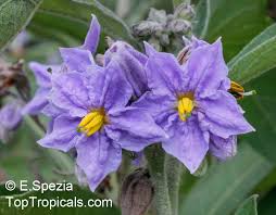 Image result for Solanum sp. A