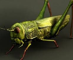 Grasshopper is included with rhino 6 download. Grasshopper 3d Model
