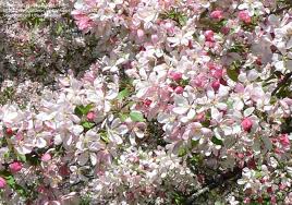 Use and management japanese flowering crabapple requires very little pruning but any that is. Pin On Landscape Trees