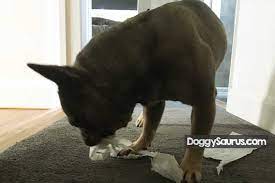 Why Does My Dog Eat Toilet Paper Is It Bad How To Stop