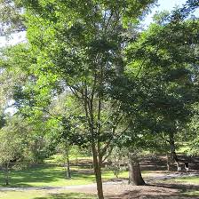 Image result for Dalbergia