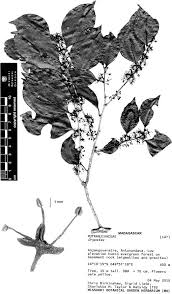 Image result for Putranjivaceae