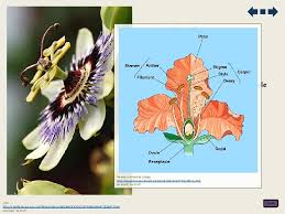 Stem of a dicotyledonous plant12p image quiz. Plant Science Plant Structure Growth Transport In Angiosperms