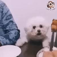 On mobile and touchscreens, press down on the gif for a couple of seconds and the save option will appear. Whenever I See Food Funny Gifs Gifvif