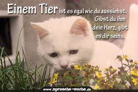 Spruche Zum Nachdenken Einem Tier Ist Es Egal Wie Die Aussiehst