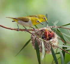 Baby Bird With No Feathers Pin On Photo Fabulous No Nudity