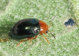 Image result for Blotiella natalensis