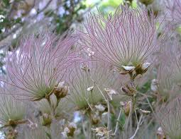 Image result for Chasmopodium purpurascens