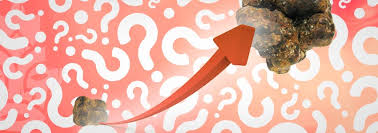 In the world of truffles, the dog training is the easy part. How To Grow Your Own Magic Truffles Zativo